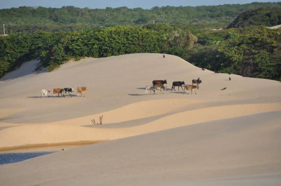 Vacas 'passeiam' nas dunas dos Pequenos Lençóis, região de Paulino Neves - MA